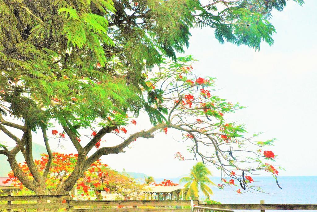 Bungalow Papaye Pointe-Noire Exteriér fotografie